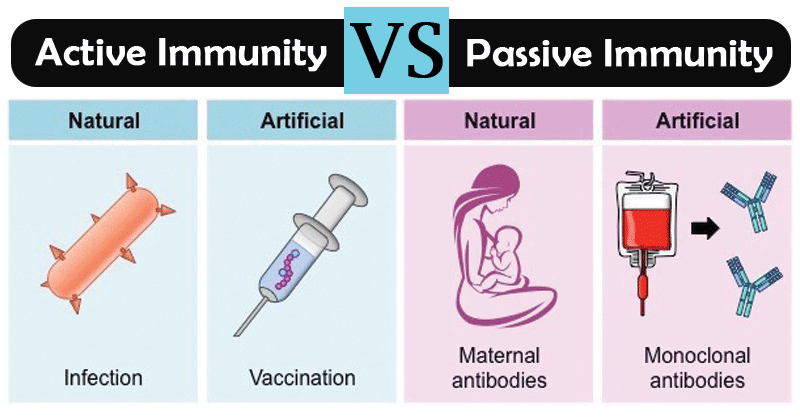 Differences between Active Immunity and Passive Immunity