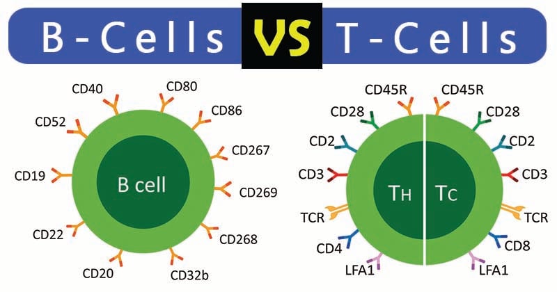 Differences between B Cells and T Cells