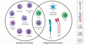 Differences between Innate Immunity and Adaptive Immunity