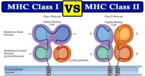 Differences between MHC Class I and Class II