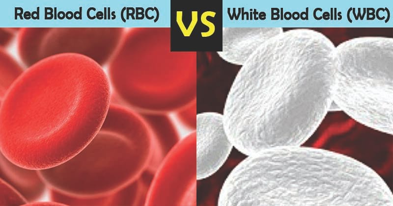 Differences between RBCs and WBCs