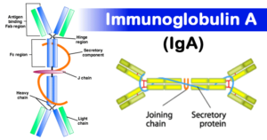 Immunoglobulin A (IgA)- Structure, Subclasses and Functions