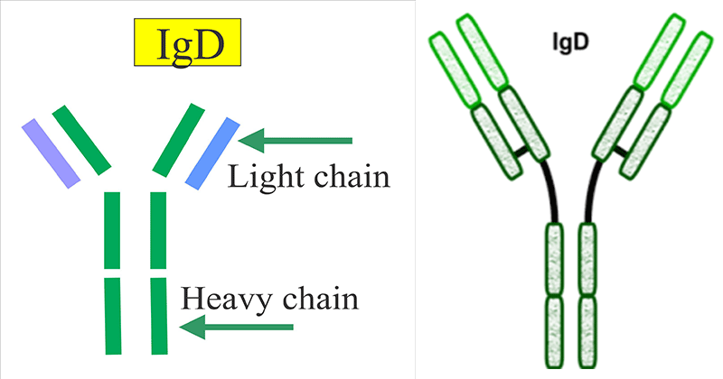 Immunoglobulin D (IgD)- Structure and Functions