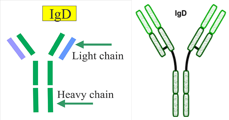 Simple Antibody Structure