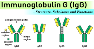 Immunoglobulin G (IgG)- Structure, Subclasses and Functions