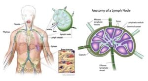 Lymph Nodes- Structure and Functions