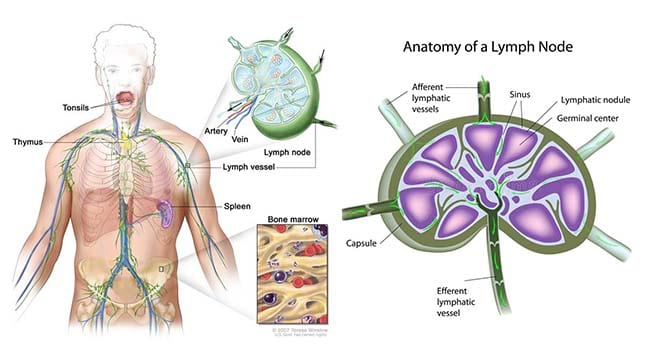 Lymph Node Function & Location