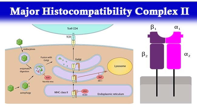 Major Histocompatibility Complex II- Structure, Mechanism and Functions