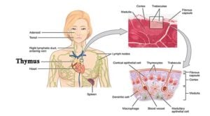 Thymus- Structure and Functions
