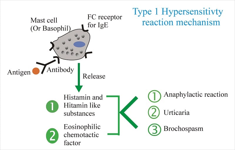 Type 1 Hypersensitivity Mechanism