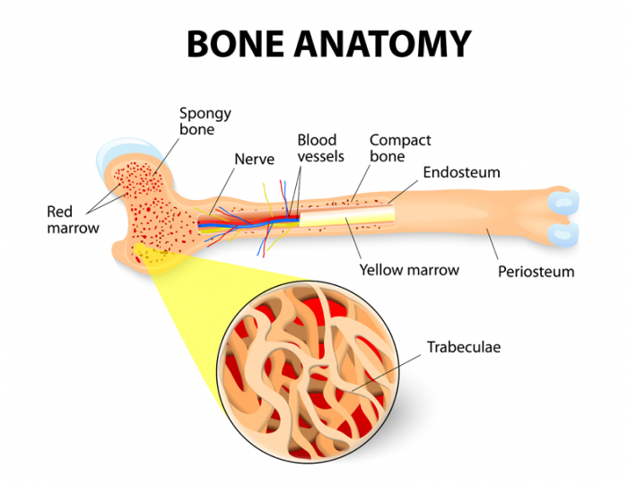 The bones consist of