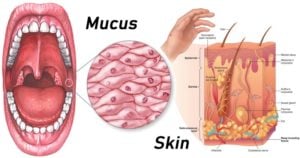 Anatomical Barriers of Immune System- Skin and Mucus
