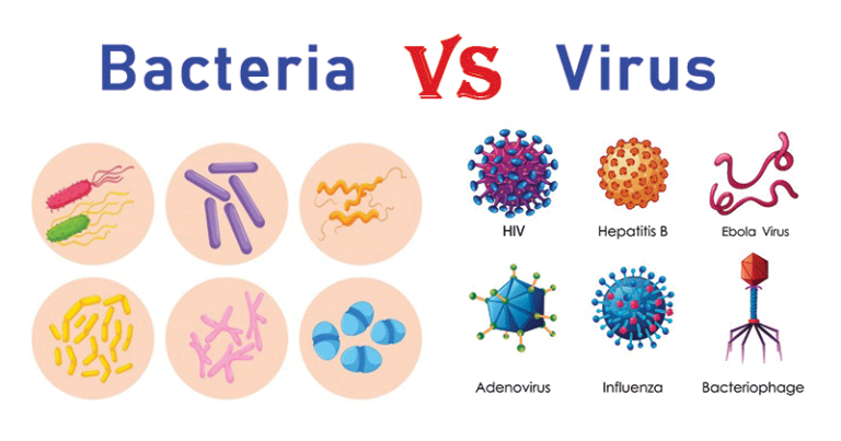 28 Differences Between Bacteria and Virus (Bacteria vs Virus)