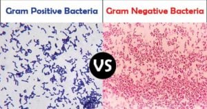 Differences Between Gram Positive and Gram Negative Bacteria