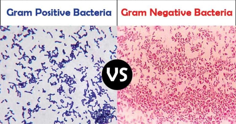 gram positive and gram negative bacteria list