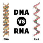 Differences between DNA and RNA Differences between DNA and RNA