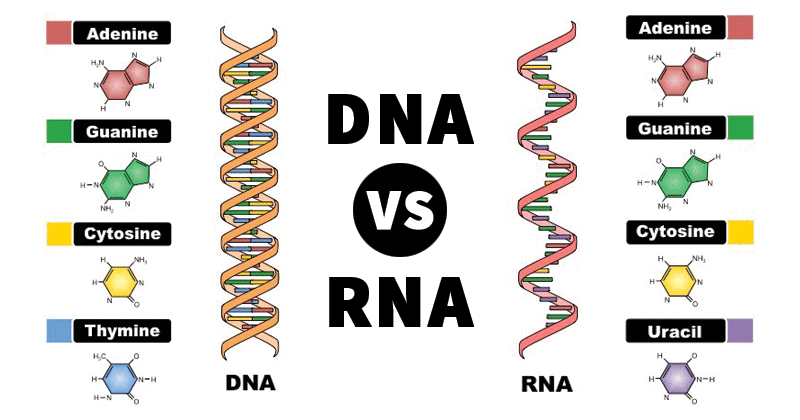 Differences between DNA and RNA - Microbiology Notes