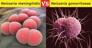 Differences between Neisseria meningitidis and Neisseria gonorrhoeae