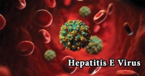 Hepatitis E Virus