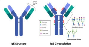 Immunoglobulin E (IgE)- Structure and Functions