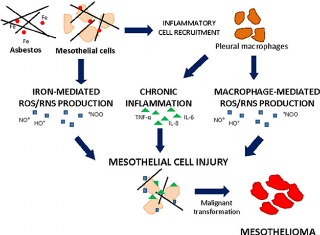 Mesothelioma Mechanism of Tumor Formation