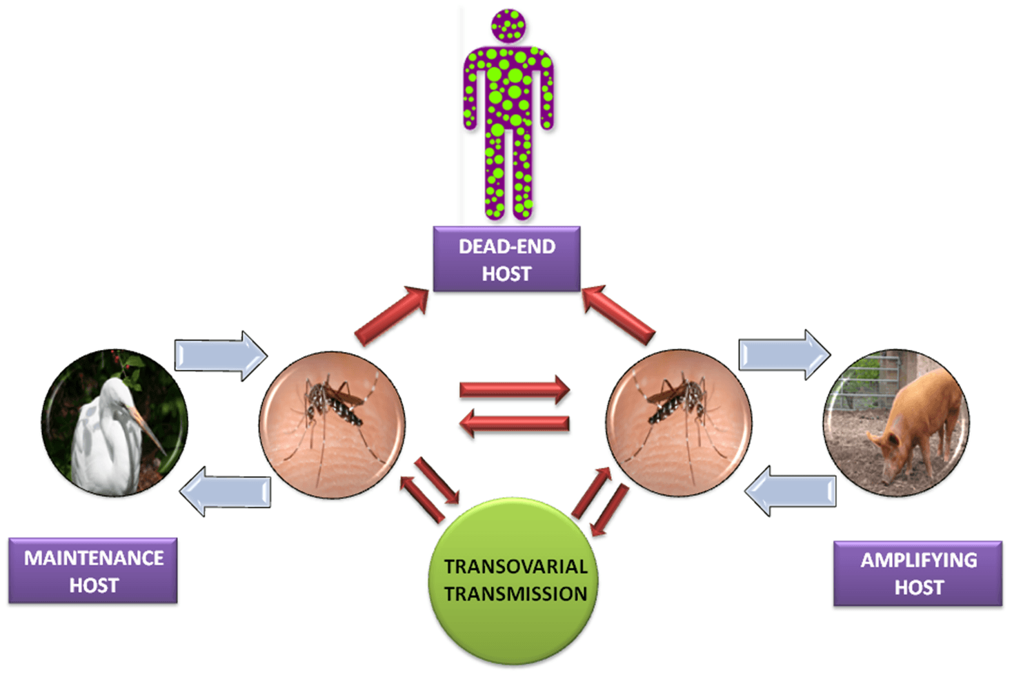 Pathogenesis of Japanese Encephalitis (JE) Virus