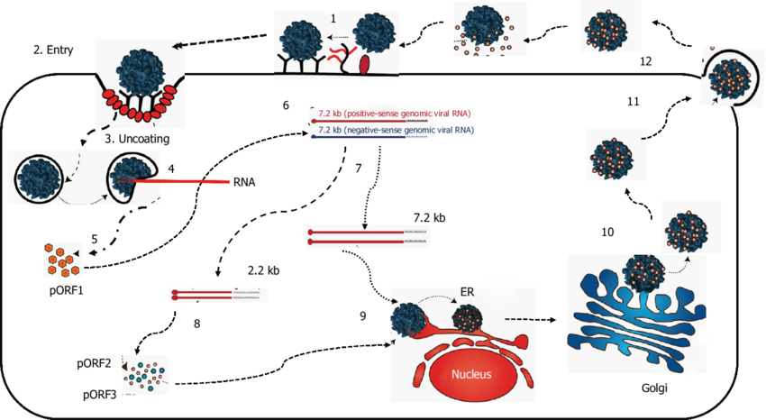 Replication of Hepatitis E Virus