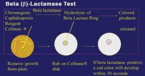 Result Interpretation of Beta (β)-Lactamase Test