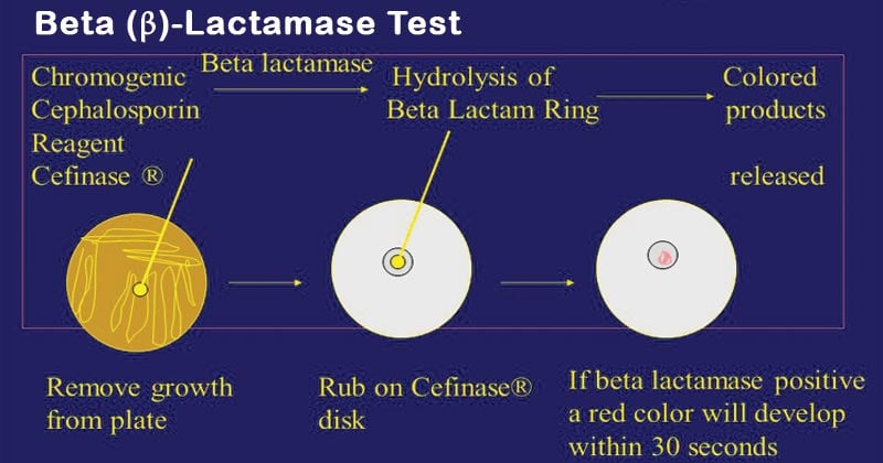 Beta (β) Lactamase Test