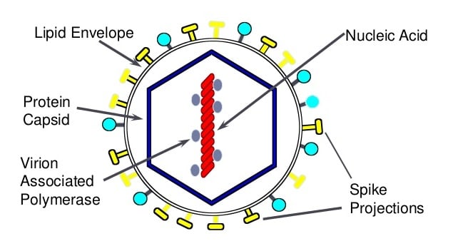 Structure of Japanese Encephalitis (JE) Virus