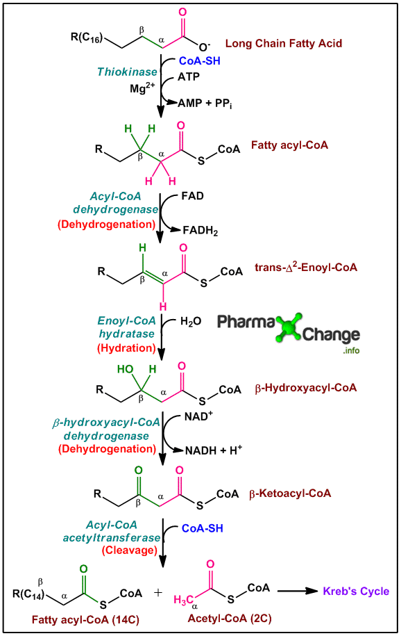 Beta oxidation of Saturated Fatty Acids with Even Carbon Chain Length