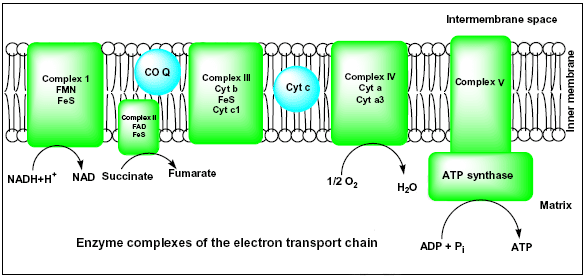 Components of the Electron Transport Chain