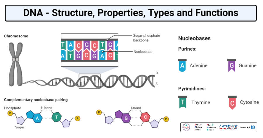 DNA- Structure, Properties, Types, Forms, Functions