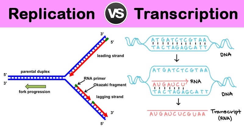 Differences between DNA Replication and Transcription