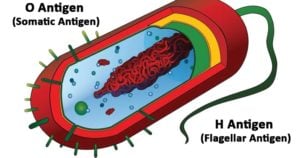 Differences between O Antigen and H Antigen