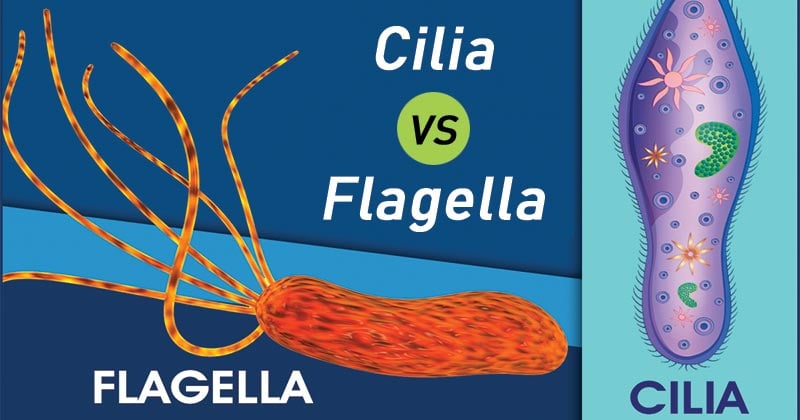 Differences between cilia and flagella