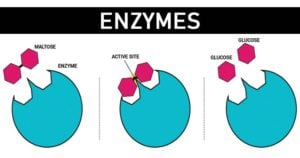 Enzymes- Properties, Classification and Significance