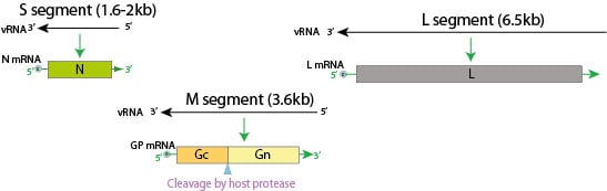 Genome of Hanta Virus