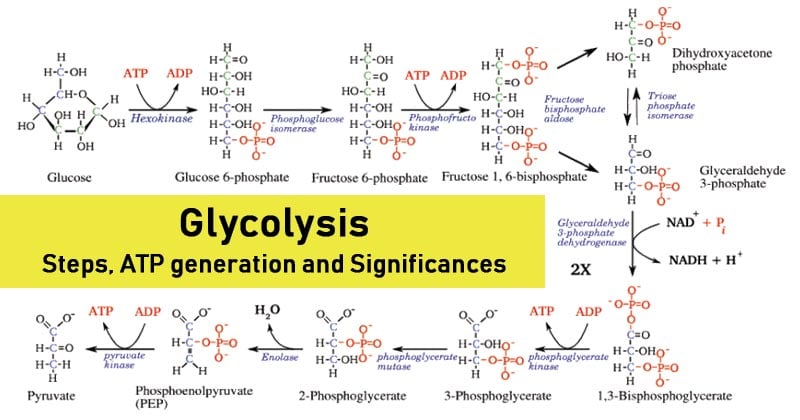 Glycolysis- Steps, ATP generation and Significance