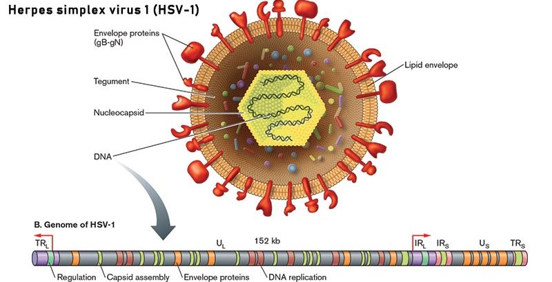Herpes simplex virus 1 (HSV-1)