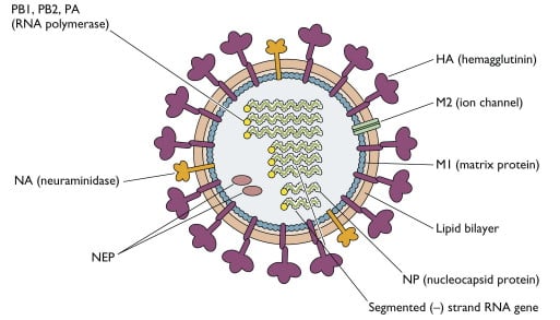 Influenza A Virus Structure