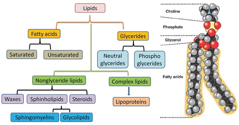 Lipids- Properties, Structure, Classification and Functions