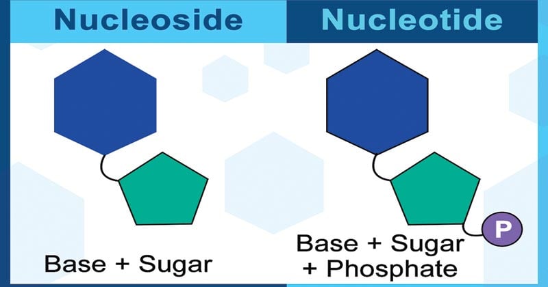 Nucleosides and Nucleotides