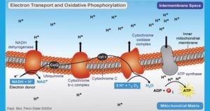 Oxidative Phosphorylation and ETC
