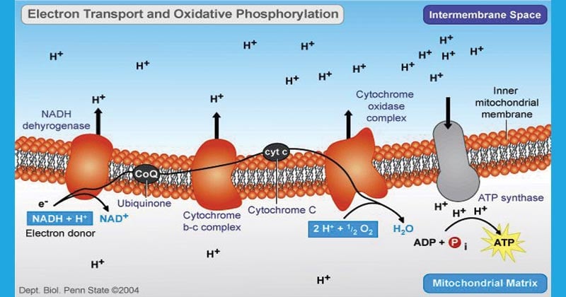 Oxidative Phosphorylation and ETC