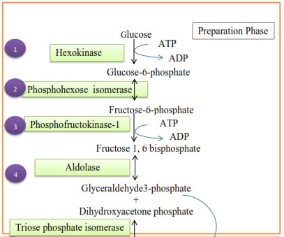 Preparatory phase of glycolysis