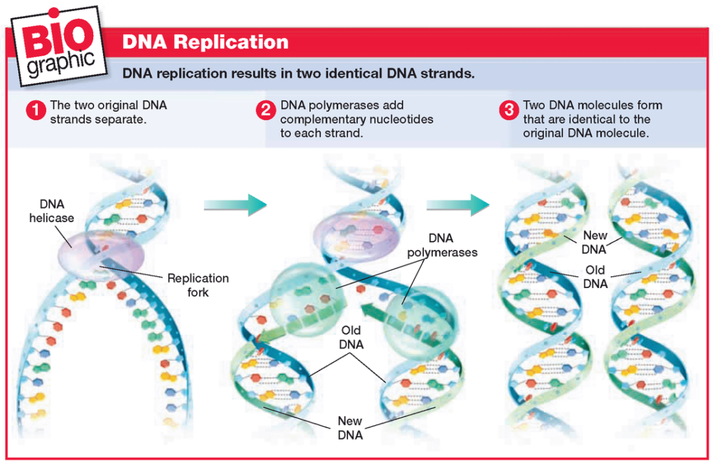 research paper on dna replication