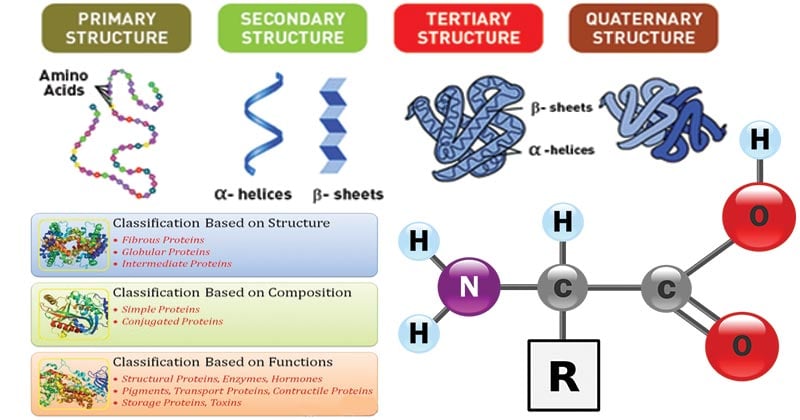 Proteins- Properties, Structure, Classification and Functions