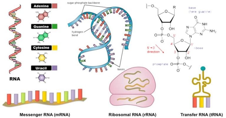 What are the different types of RNA?