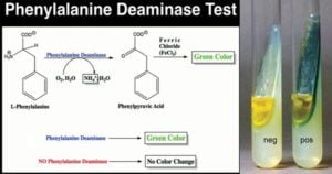 Phenylalanine Deaminase Test